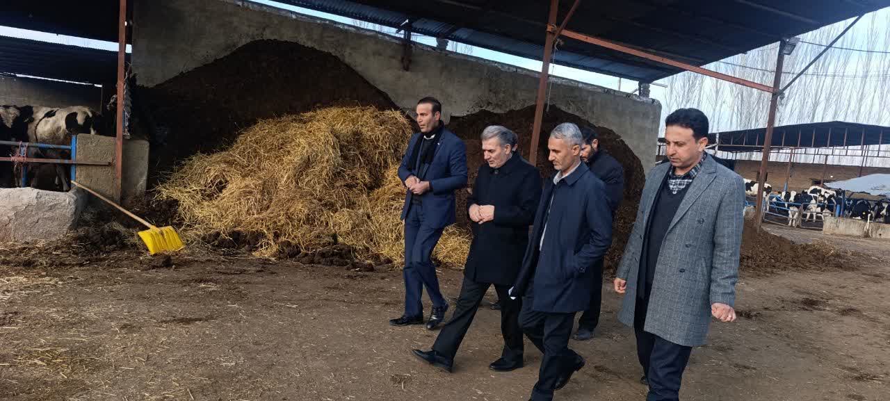 🔰 بازدید فرماندار سلماس از دامداری صنعتی