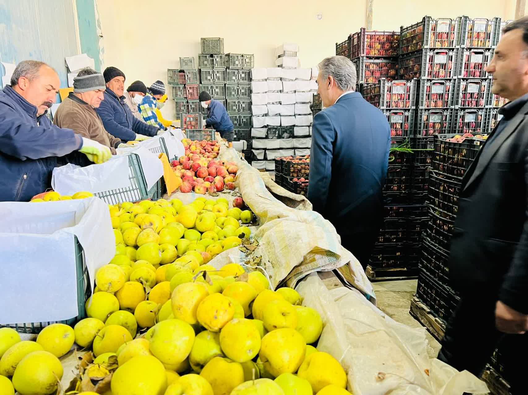 🔰بازدید فرماندار سلماس از واحد سورت و بسته‌بندی سیب در روستای هفتوان