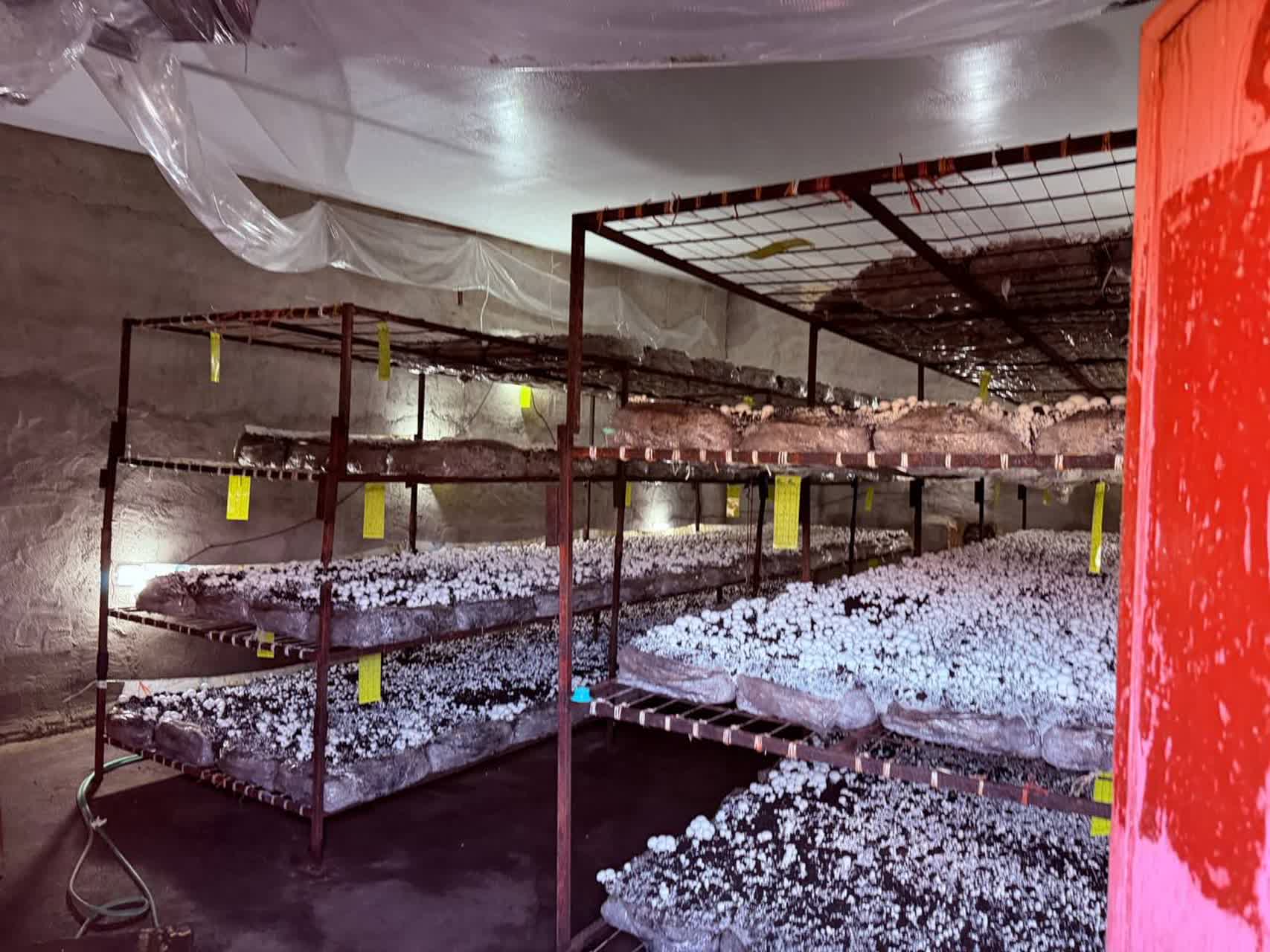 🔹آیین افتتاح طرح‌های اشتغال‌زایی بسیج سازندگی سپاه سلماس در قالب پروژه پرورش قارچ به مناسبت دهه مبارک فجر و با حضور فرماندار سلماس، فرمانده سپاه و بخشدار بخش مرکزی برگزار و این پروژه رسما به بهره‌برد